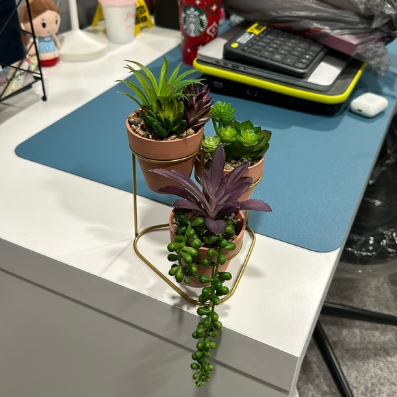 Mini Succulent Plant Set with Stand - Picture 1 of 6